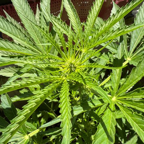 Hyperion F1 growlog timeline photo