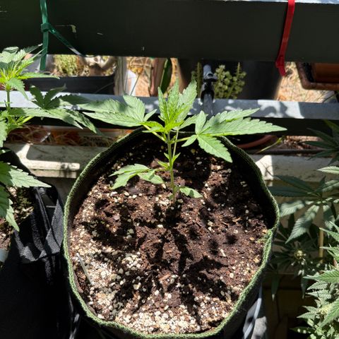 OG Kush Auto growlog timeline photo