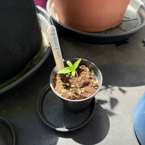 Gelonade growlog timeline photo