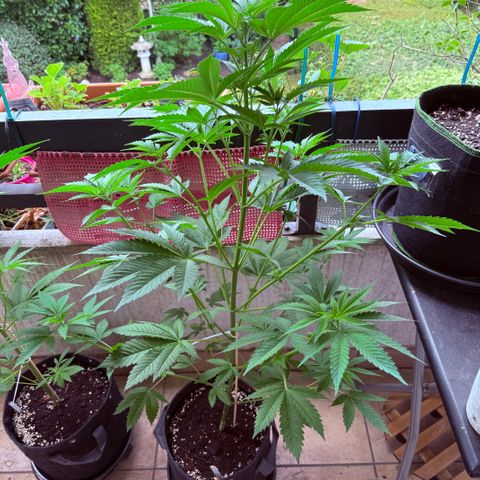 Gorilla Cookies Auto growlog timeline photo