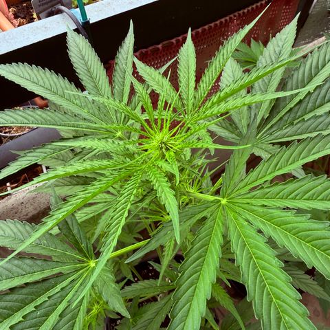 Hyperion F1 growlog timeline photo