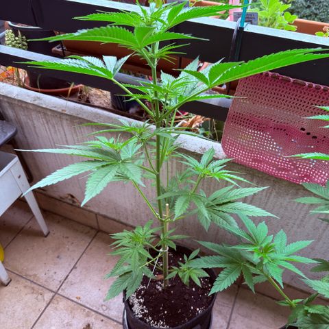 Hyperion F1 growlog timeline photo