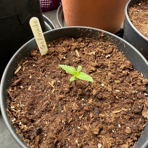 Gelonade growlog timeline photo
