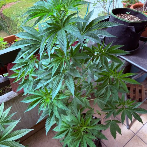 Gorilla Cookies Auto growlog timeline photo