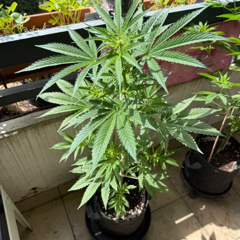Hyperion F1 growlog timeline photo