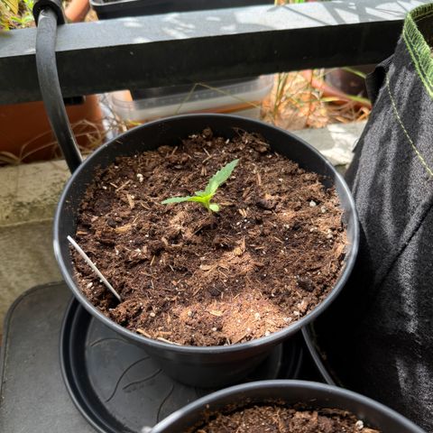 Gelonade growlog timeline photo