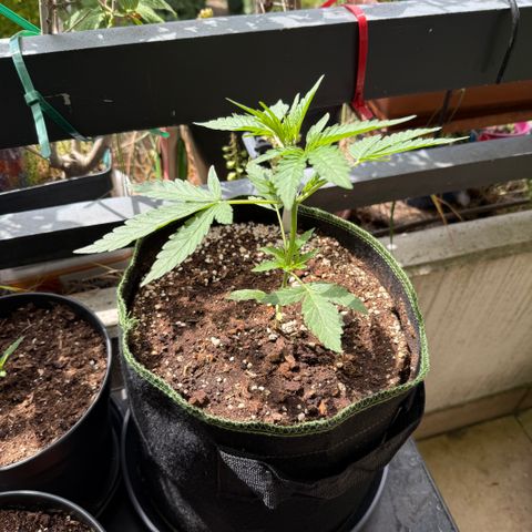 OG Kush Auto growlog timeline photo