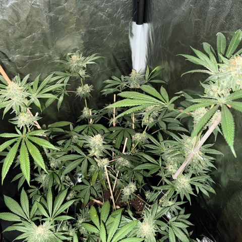 12.2. growlog timeline photo