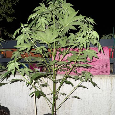 Gorilla Cookies Auto growlog timeline photo