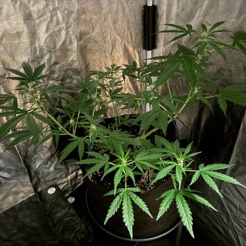 Ghost Train Haze #2 growlog timeline photo