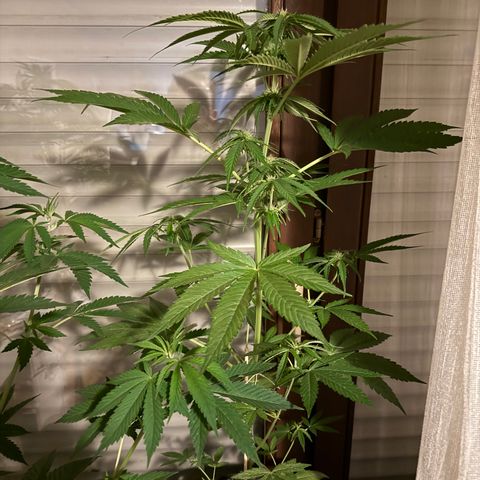 Hyperion F1 growlog timeline photo