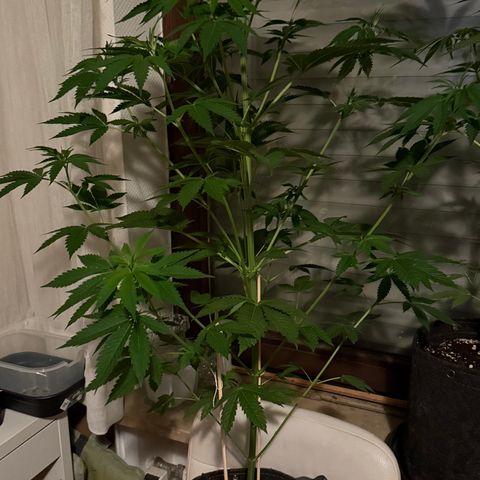 Gorilla Cookies Auto growlog timeline photo