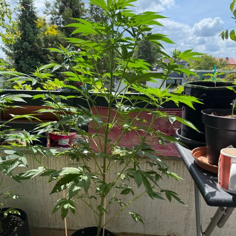 Gorilla Cookies Auto growlog timeline photo