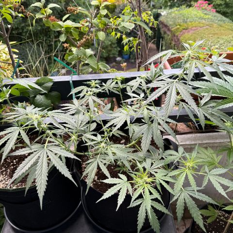 Ghost Train Haze #2 growlog timeline photo