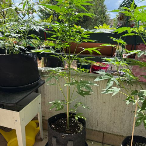 Hyperion F1 growlog timeline photo