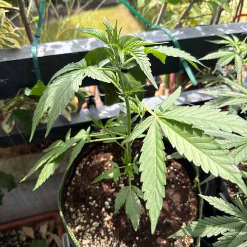 OG Kush Auto growlog timeline photo