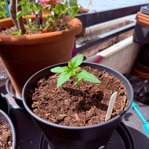 Gelonade growlog timeline photo