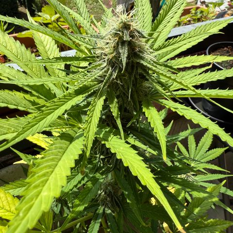 Hyperion F1 growlog timeline photo