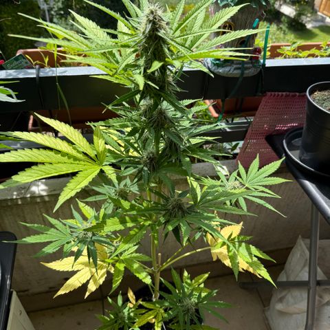 Hyperion F1 growlog timeline photo