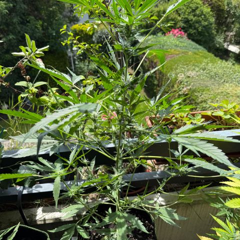 OG Kush Auto growlog timeline photo
