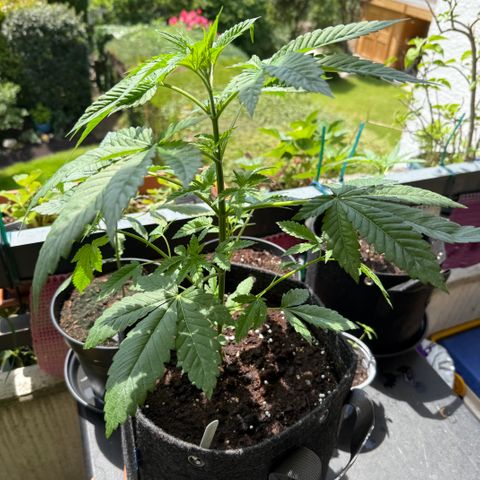 Gelonade growlog timeline photo