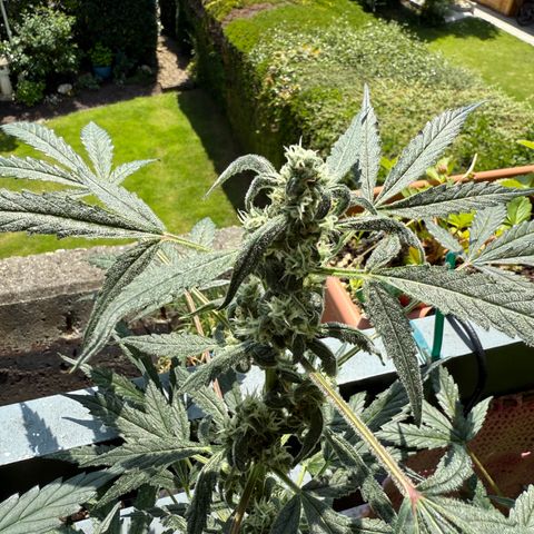 Ghost Train Haze #2 growlog timeline photo