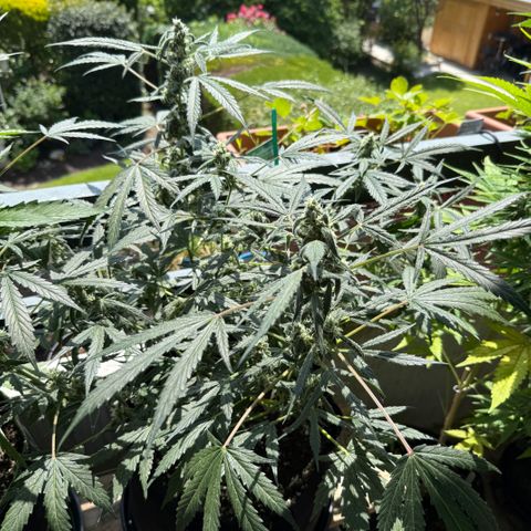 Ghost Train Haze #2 growlog timeline photo