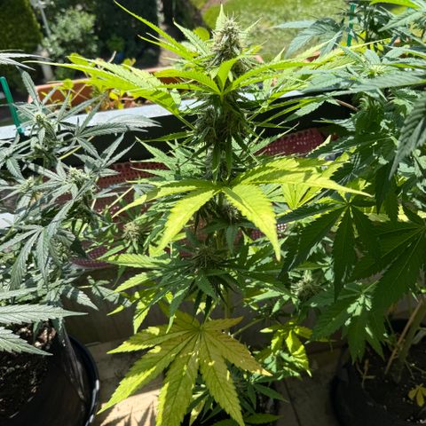 Hyperion F1 growlog timeline photo