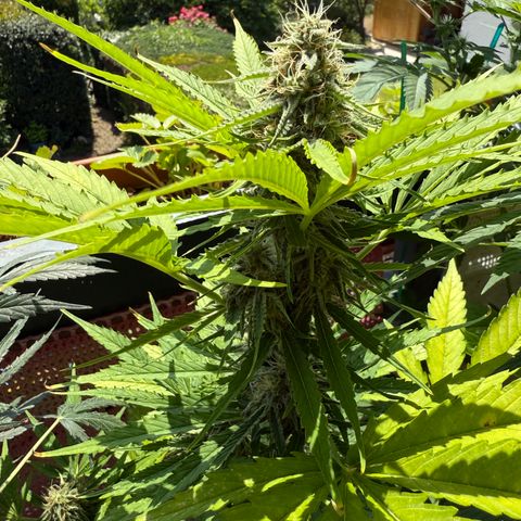 Hyperion F1 growlog timeline photo