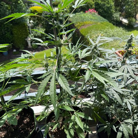 OG Kush Auto growlog timeline photo
