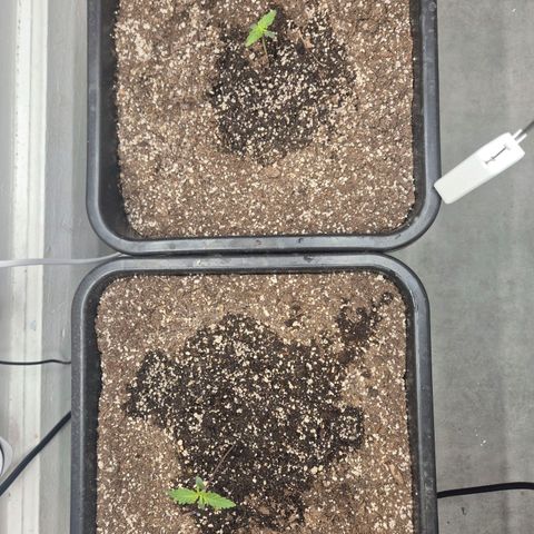 Red Strawberry Banana  growlog photo: Arrosage 250ml chacune
Power roots + Alga Grow
