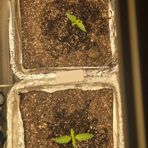 Red Strawberry Banana  growlog timeline photo