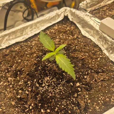 Red Strawberry Banana  growlog timeline photo
