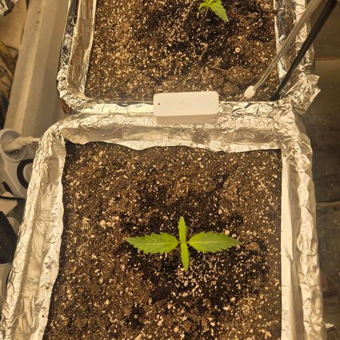 Red Strawberry Banana  growlog timeline photo