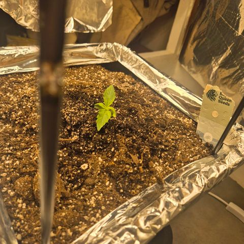 Red Strawberry Banana  growlog timeline photo