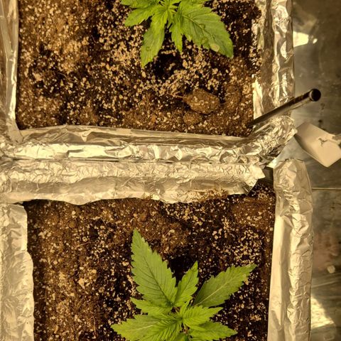 Red Strawberry Banana  growlog timeline photo