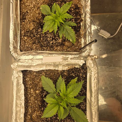 Red Strawberry Banana  growlog timeline photo
