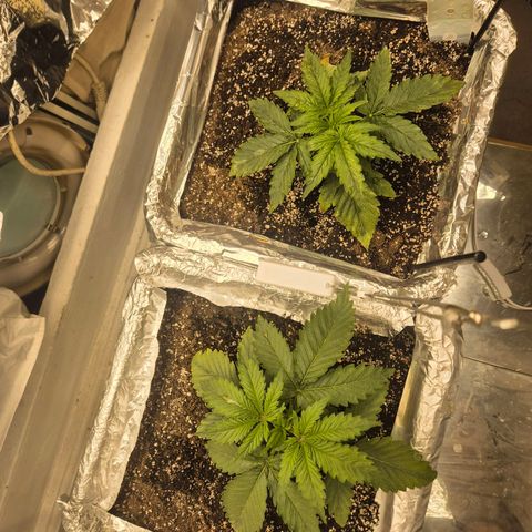 Red Strawberry Banana  growlog timeline photo