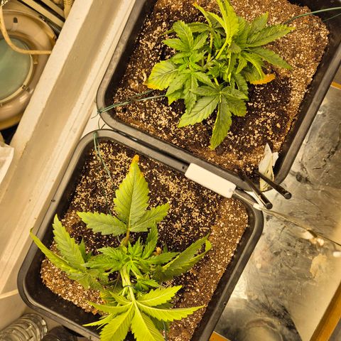 Red Strawberry Banana  growlog photo: Début LST