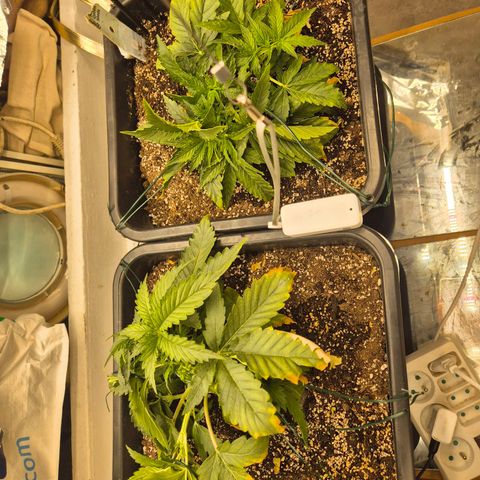 Red Strawberry Banana  growlog timeline photo