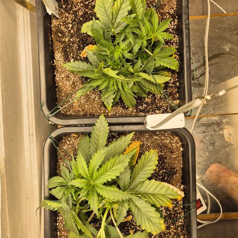 Red Strawberry Banana  growlog timeline photo