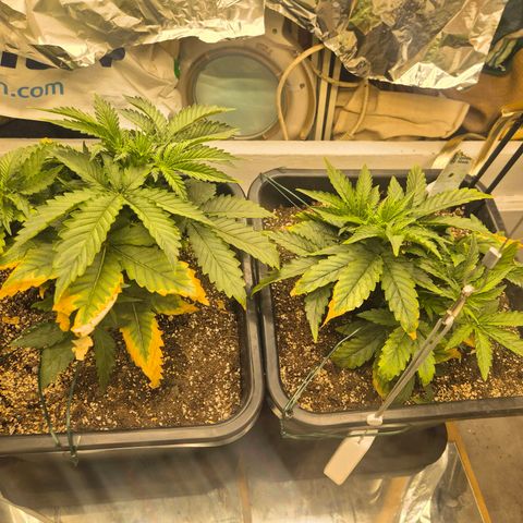 Red Strawberry Banana  growlog timeline photo