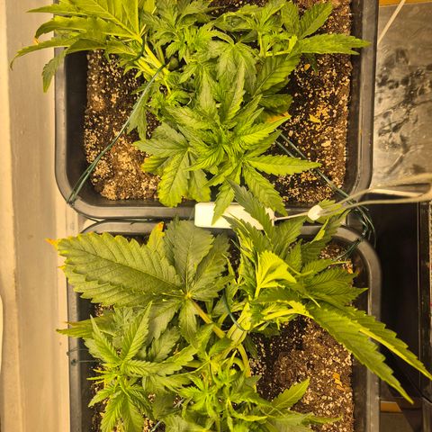 Red Strawberry Banana  growlog timeline photo