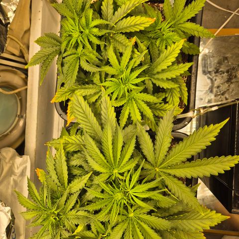 Red Strawberry Banana  growlog timeline photo