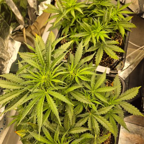 Red Strawberry Banana  growlog timeline photo