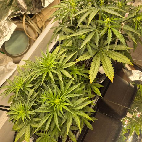 Red Strawberry Banana  growlog timeline photo