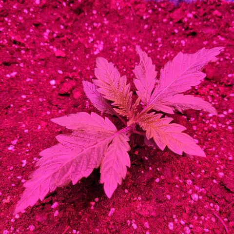 Shiva Skunk growlog timeline photo