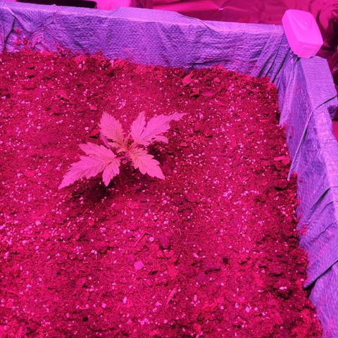 Shiva Skunk growlog timeline photo