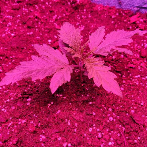 Shiva Skunk growlog timeline photo