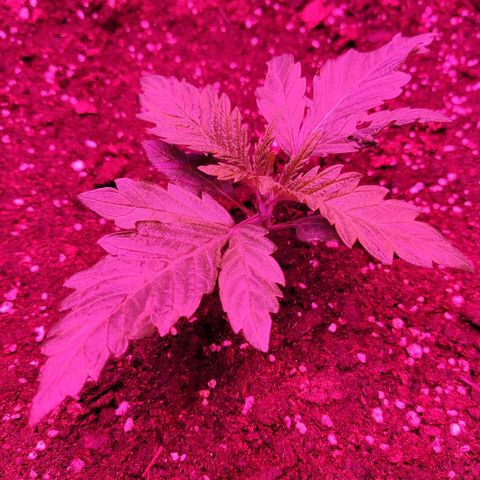Shiva Skunk growlog timeline photo